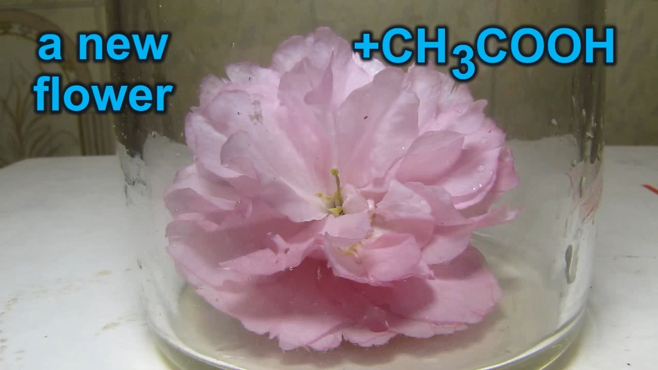 Sakura, ammonia and acetic acid